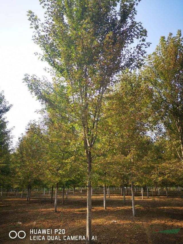 山東美國紅楓濟寧美國紅楓，華東地區(qū)美國紅楓報價便宜