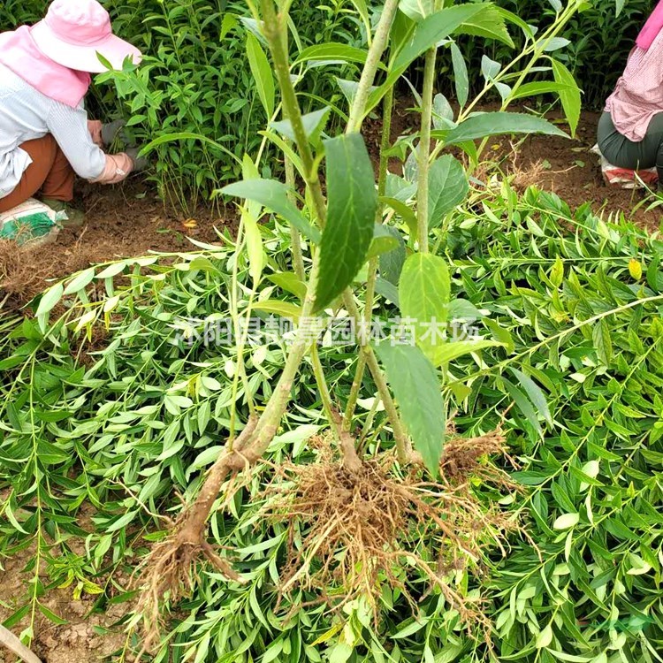 连翘工程苗批发 黄花连翘单棵 自己苗圃 欢迎实地看苗