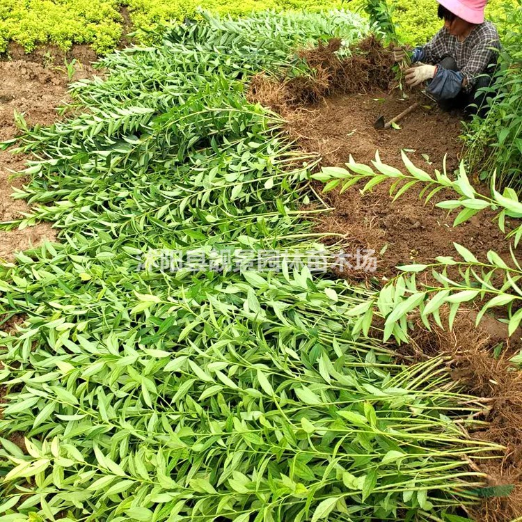 连翘工程苗批发 黄花连翘单棵 自己苗圃 欢迎实地看苗