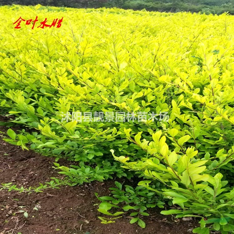 金叶水蜡供应 金叶水蜡落叶灌木 自己苗圃 欢迎实地参观