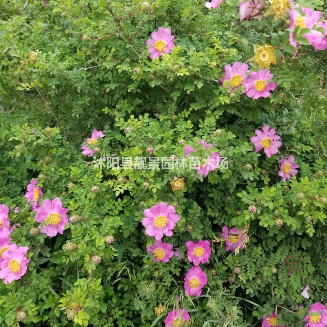 黄刺玫工程苗批发 黄刺玫花灌木 自己苗圃 欢迎实地看苗