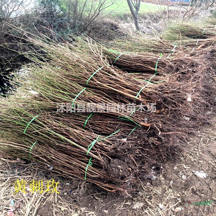 黄刺玫工程苗批发 黄刺玫花灌木 自己苗圃 欢迎实地看苗