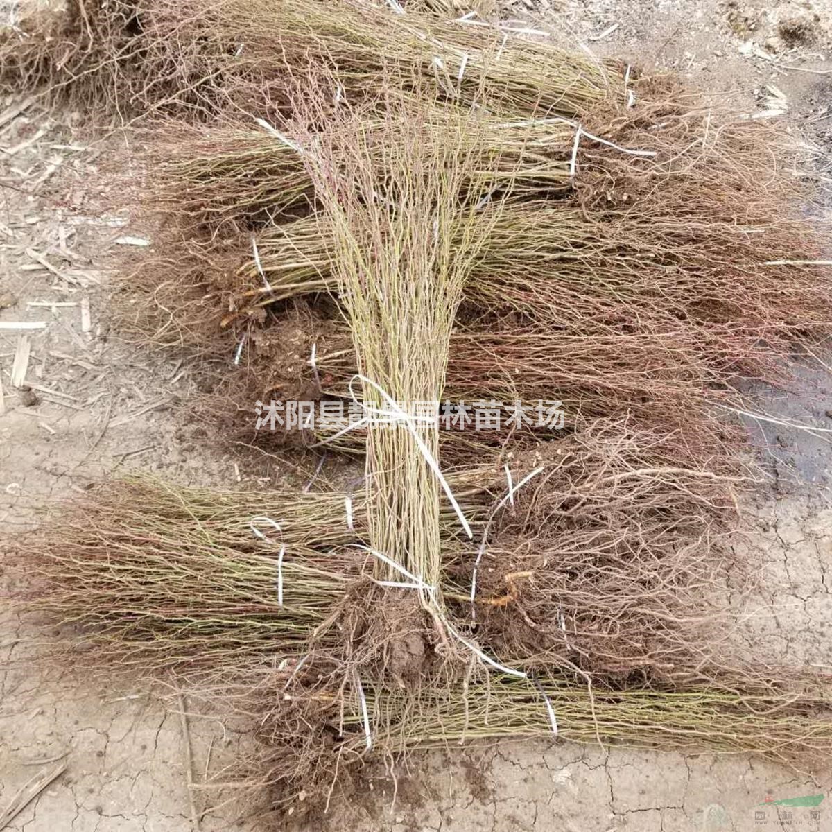 黄刺玫工程苗批发 黄刺玫花灌木 自己苗圃 欢迎实地看苗