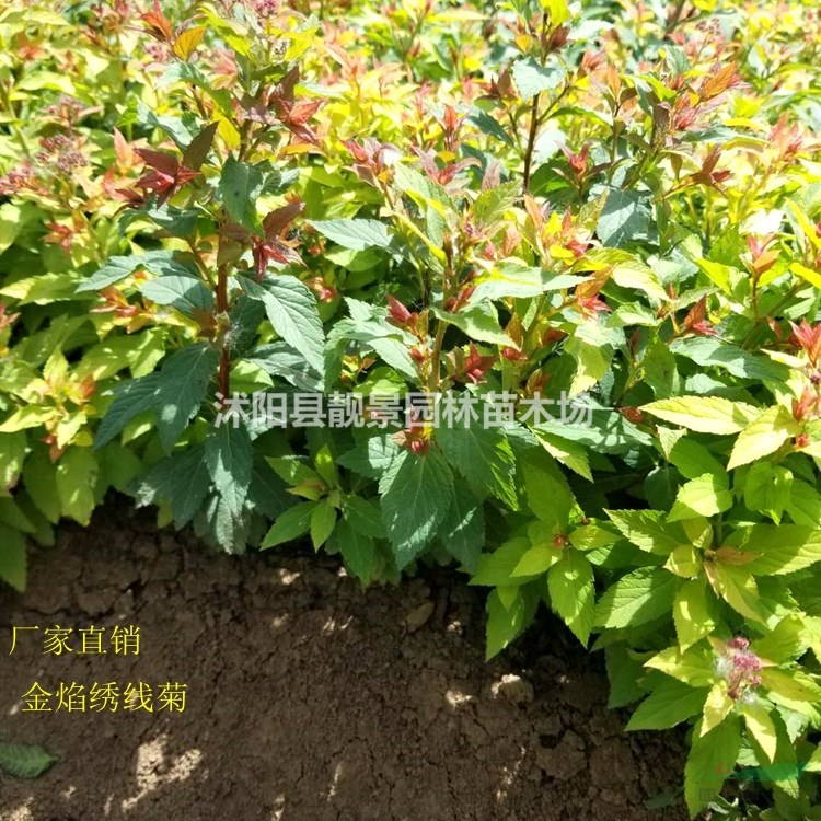 金焰绣线菊供应 金焰绣线菊宿根花卉 自己苗圃 一手货源