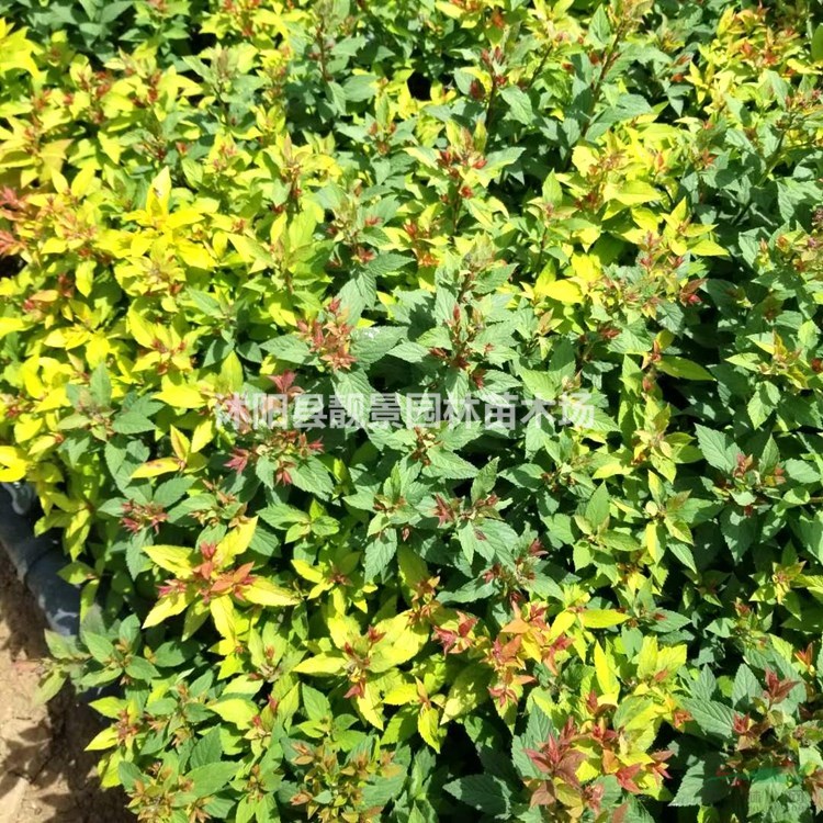 金焰绣线菊供应 金焰绣线菊宿根花卉 自己苗圃 一手货源