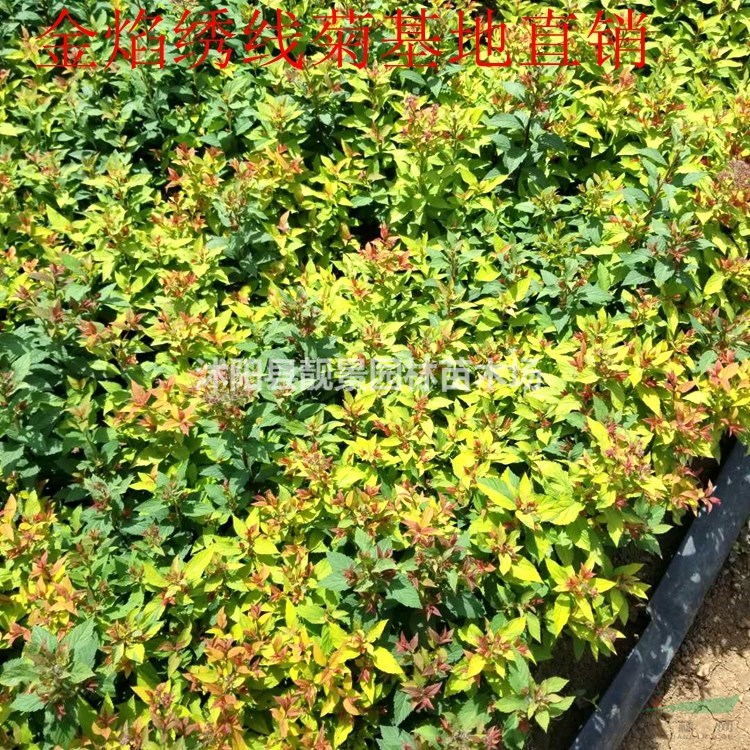 金焰绣线菊供应 金焰绣线菊宿根花卉 自己苗圃 一手货源