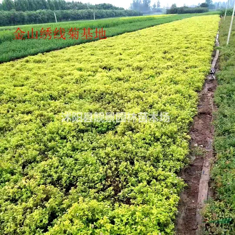 金山绣线菊批发 金山绣线菊落叶花灌木 自己苗圃 欢迎实地参观