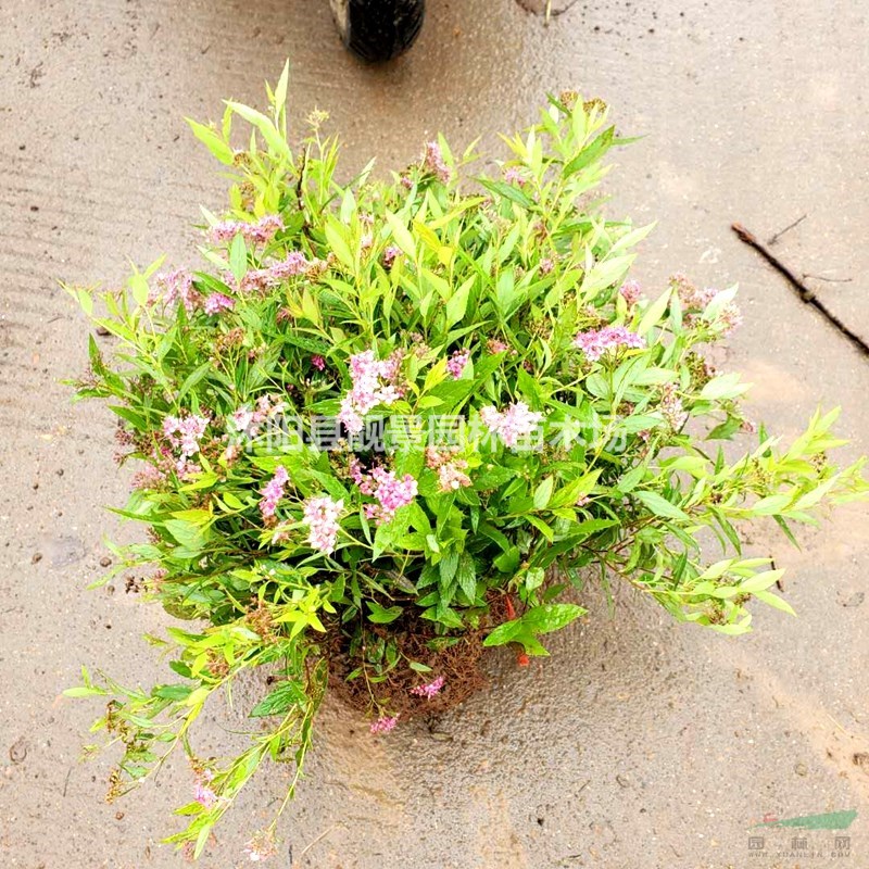 粉花绣线菊批发 粉花绣线菊工程用苗 自己苗圃 一手货源