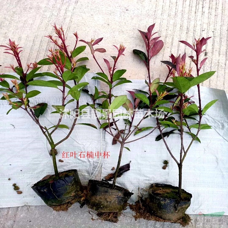 红叶石楠苗批发 红叶石楠常绿灌木 自己苗圃 一手货源