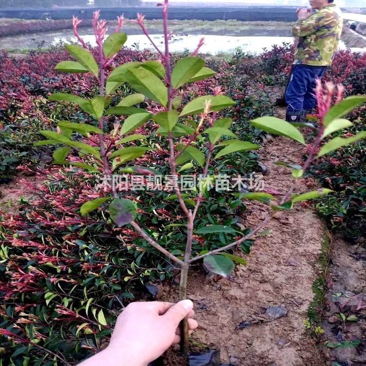 红叶石楠苗批发 红叶石楠常绿灌木 自己苗圃 一手货源