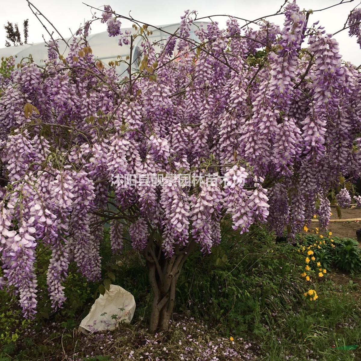 紫藤工程苗批发 多花紫藤 爬藤植物 自己苗圃 欢迎实地参观