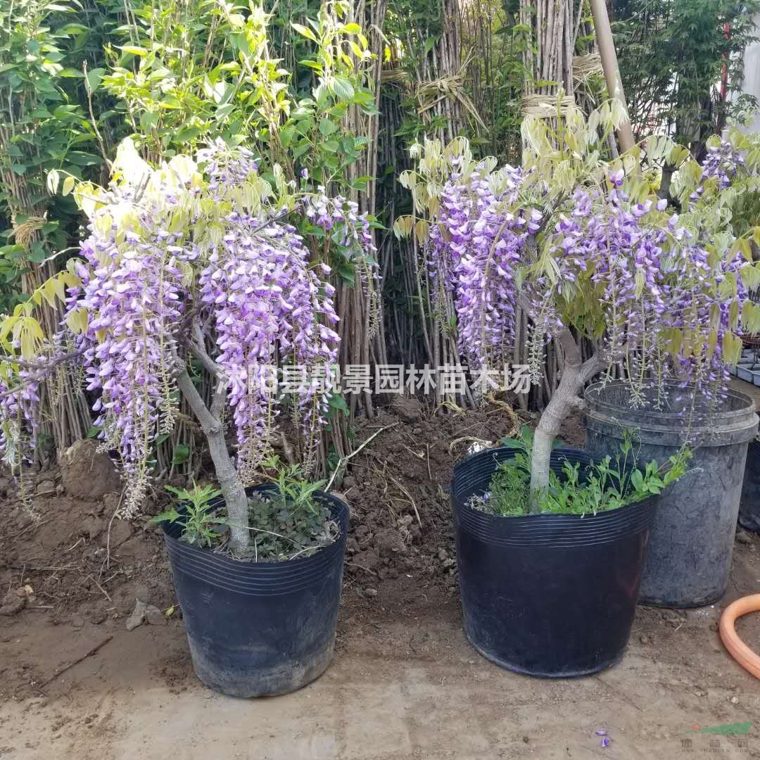 紫藤工程苗批发 多花紫藤 爬藤植物 自己苗圃 欢迎实地参观