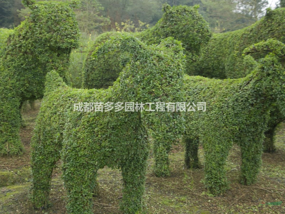 植物造型十二生肖，小葉女貞打造的造型，植物造型基地供應(yīng)中