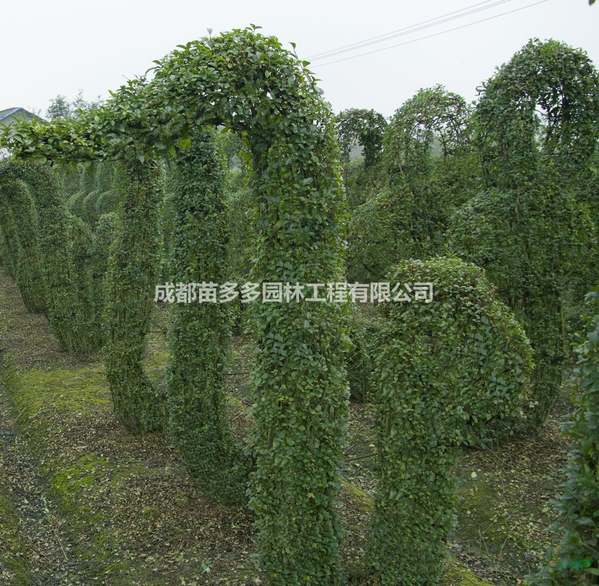 植物造型十二生肖，小葉女貞打造的造型，植物造型基地供應(yīng)中