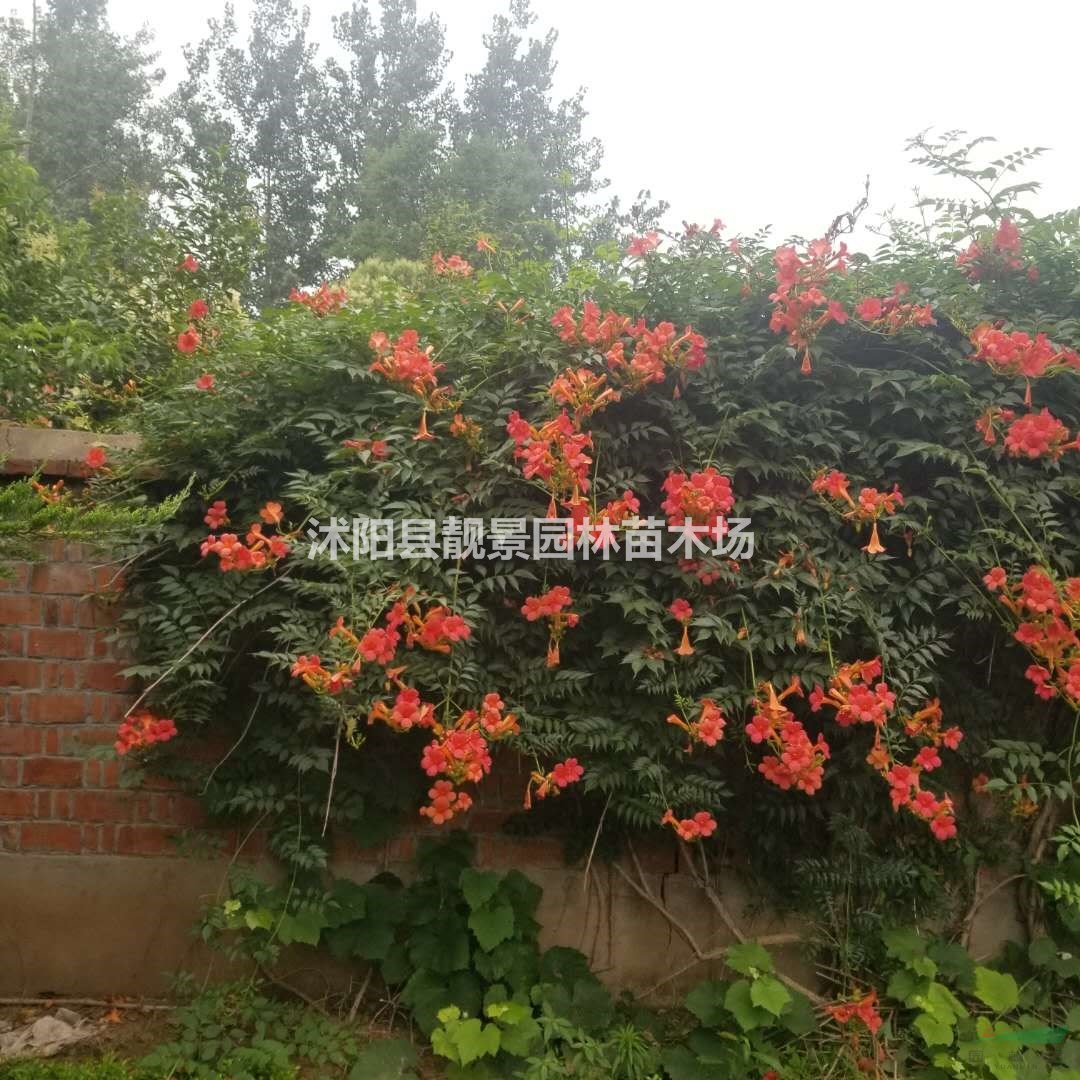 凌霄工程苗批发 凌霄花庭院爬藤植物 自己苗圃 欢迎实地参观