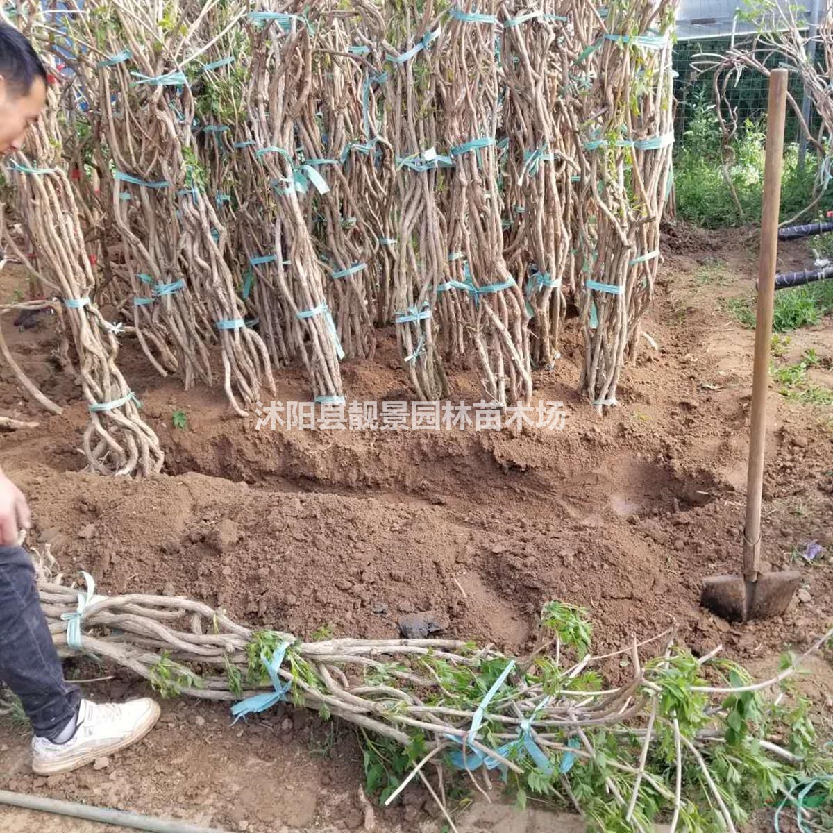 凌霄工程苗批发 凌霄花庭院爬藤植物 自己苗圃 欢迎实地参观