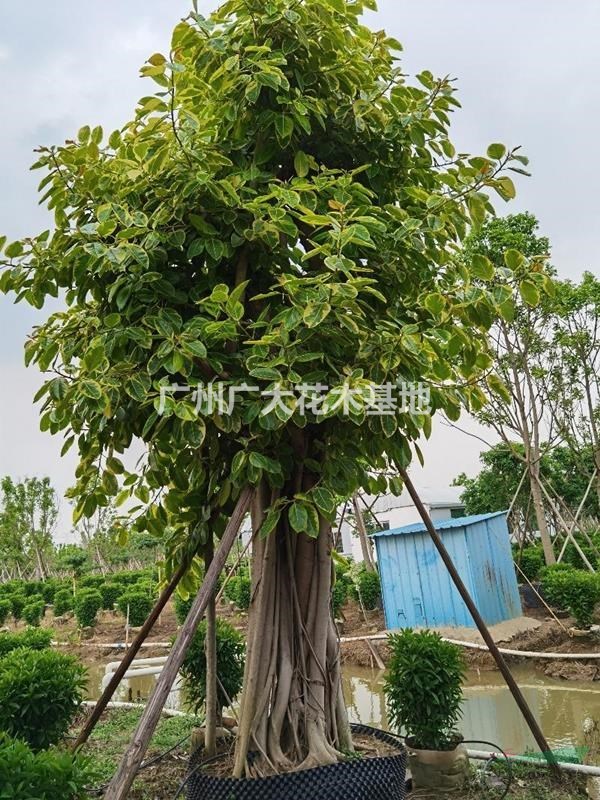 广东地区供应富贵榕50公分直径