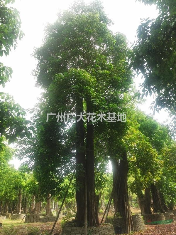 广东地区供应一米直径秋枫