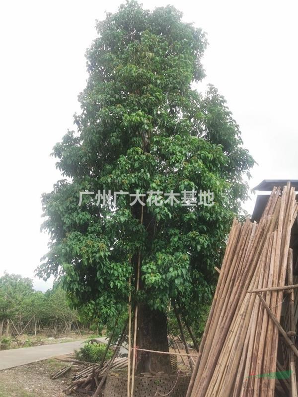 广东地区供应一米直径秋枫