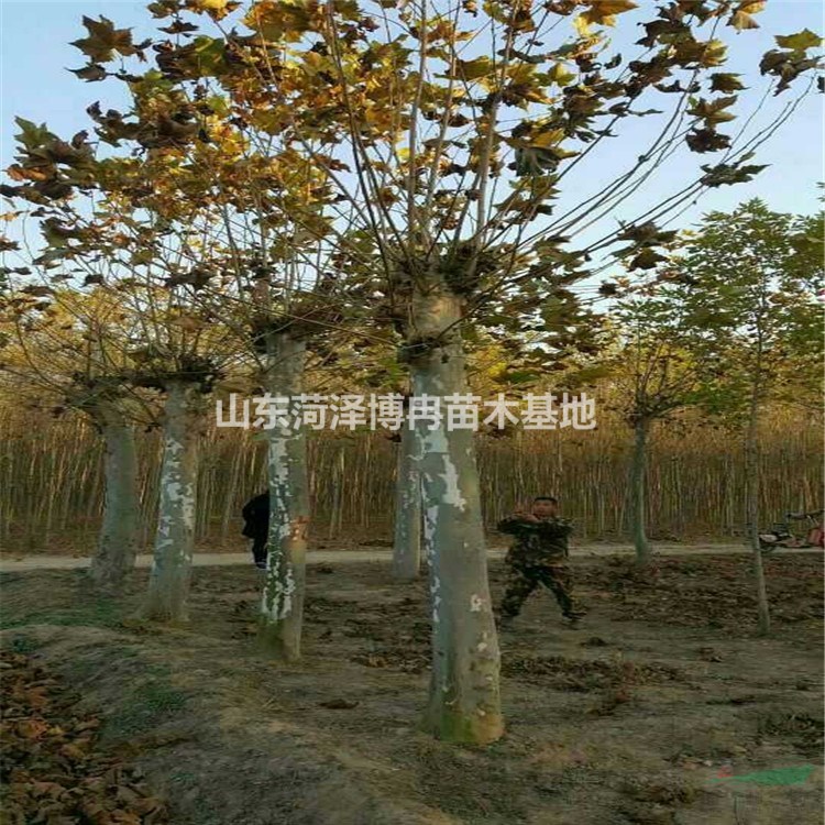 30公分法桐銷售狀態(tài)好  大規(guī)格法桐種植基地