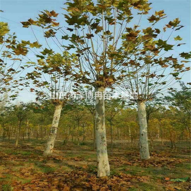 30公分法桐銷售狀態(tài)好  大規(guī)格法桐種植基地