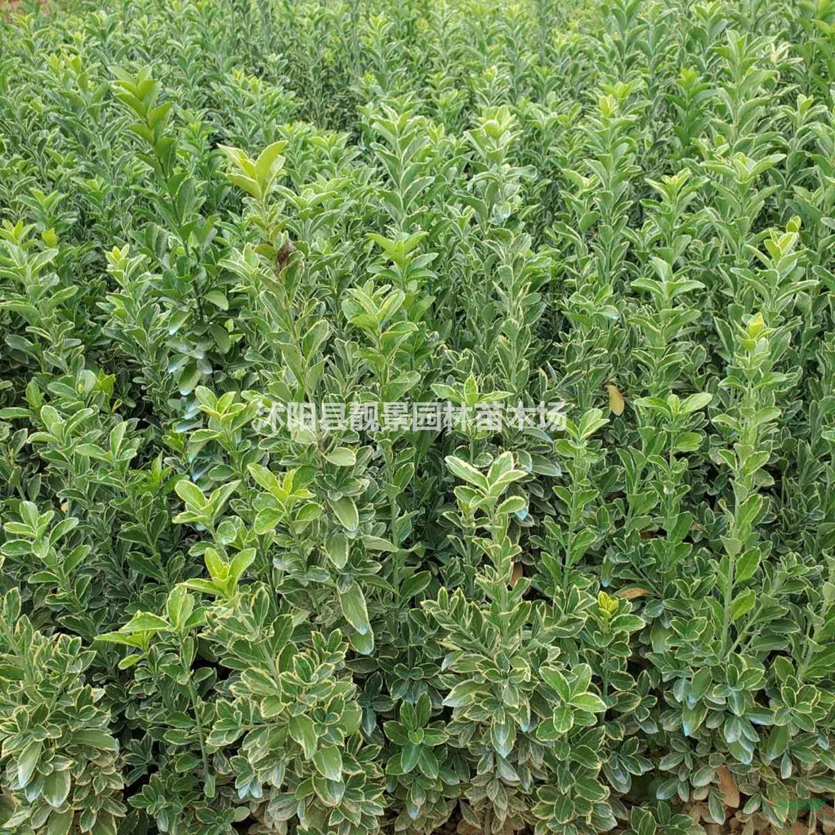 金边黄杨苗批发 金边黄杨常青灌木 自己苗圃 欢迎实地参观