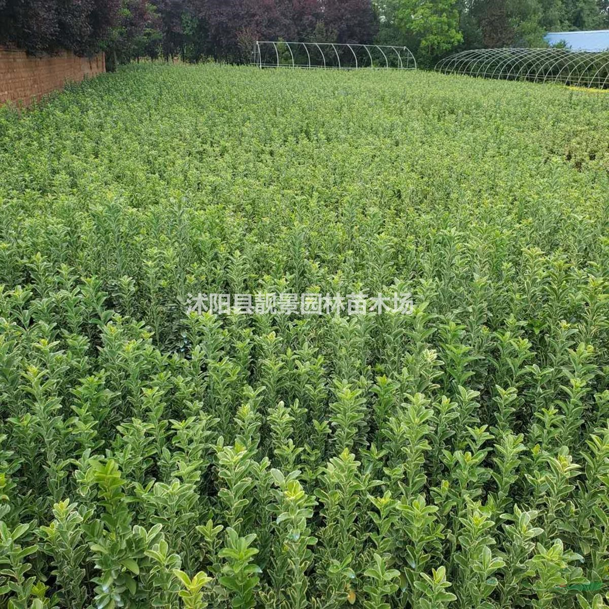 金边黄杨苗批发 金边黄杨常青灌木 自己苗圃 欢迎实地参观