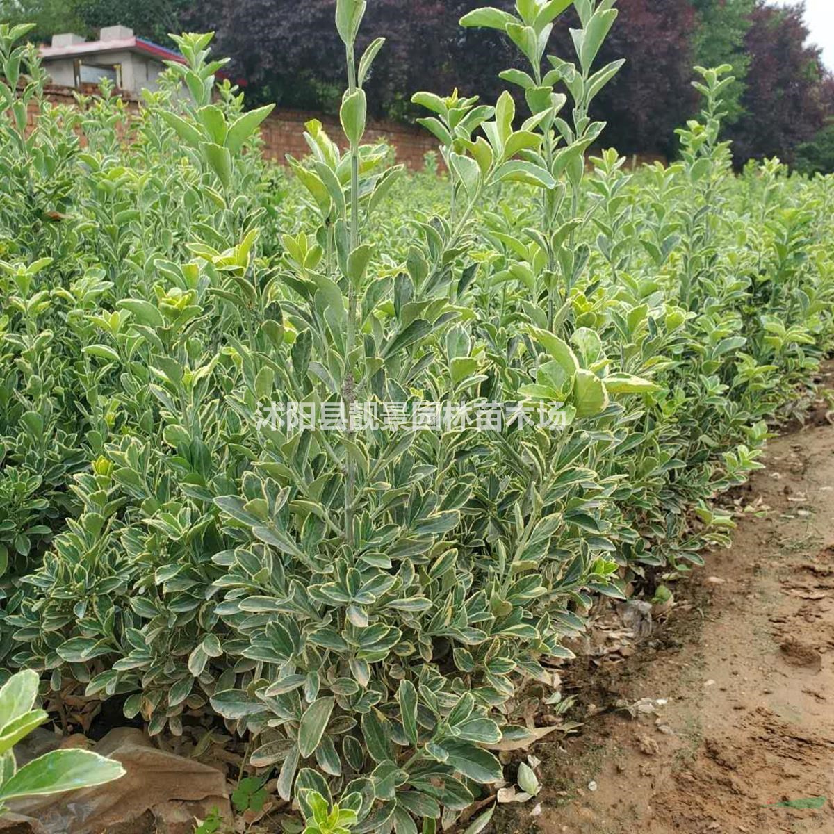 金边黄杨苗批发 金边黄杨常青灌木 自己苗圃 欢迎实地参观