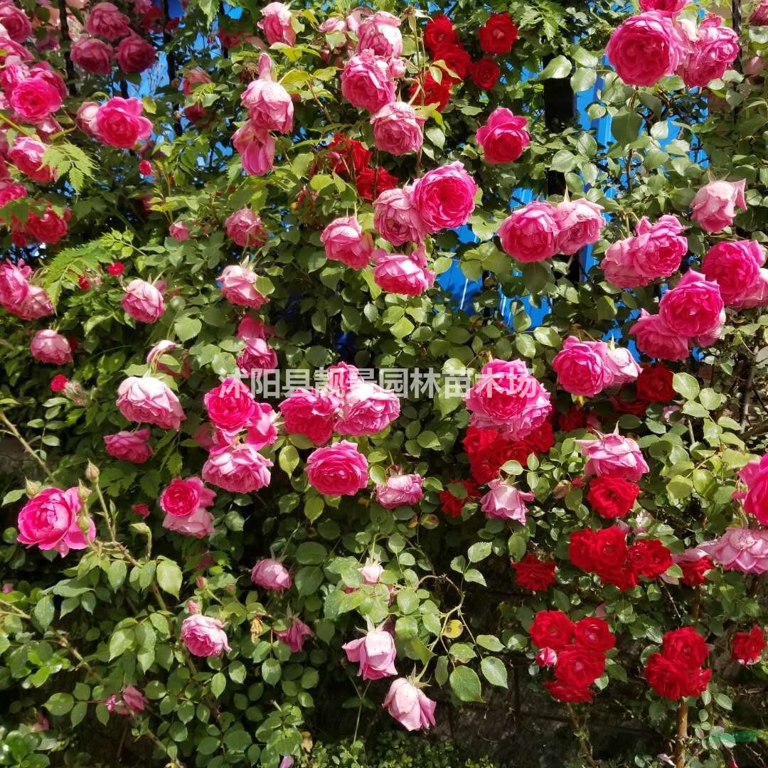 四季蔷薇苗批发 爬藤蔷薇 多花色 自己苗圃 欢迎实地参观