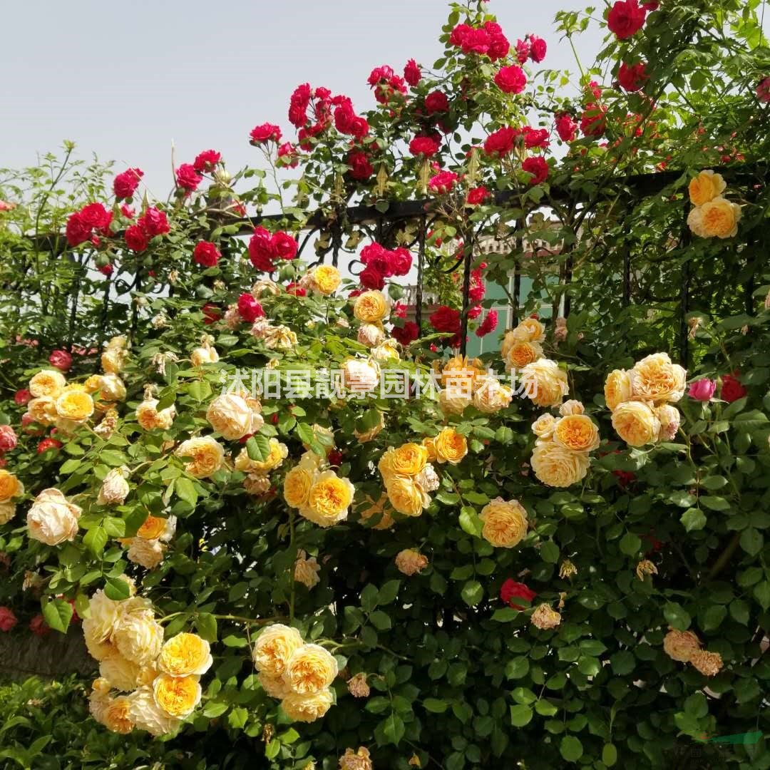 四季蔷薇苗批发 爬藤蔷薇 多花色 自己苗圃 欢迎实地参观