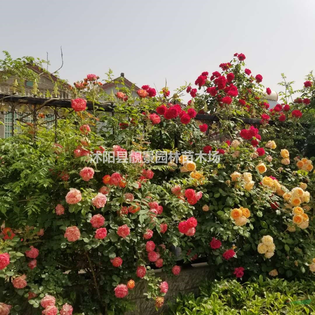 四季蔷薇苗批发 爬藤蔷薇 多花色 自己苗圃 欢迎实地参观