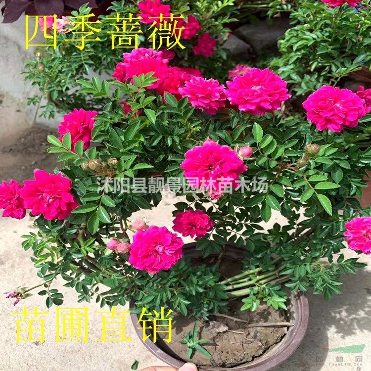 红花蔷薇苗供应 多花蔷薇七姊妹 自己苗圃 一手货源