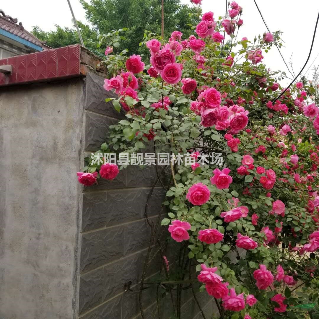 红花蔷薇苗供应 多花蔷薇七姊妹 自己苗圃 一手货源