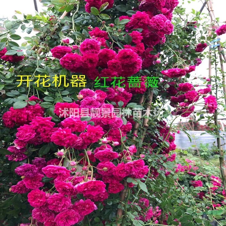 红花蔷薇苗供应 多花蔷薇七姊妹 自己苗圃 一手货源