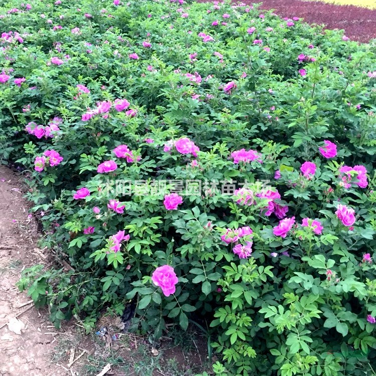 四季玫瑰工程苗供应 红枝玫瑰打造花海园林 量大优惠