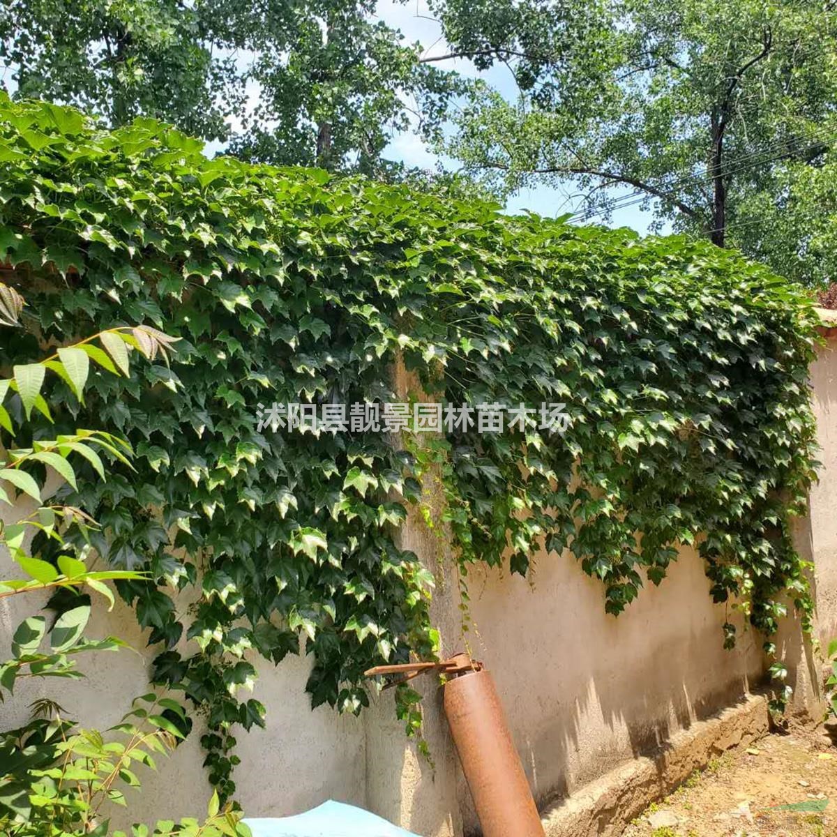 爬山虎苗批发 护坡爬藤爬山虎常绿 围墙景观美化植物