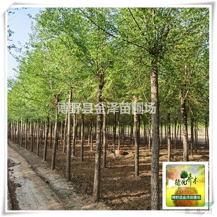 榆樹 榆樹價格 白榆樹價格 榆樹小苗基地 榆樹小苗價格