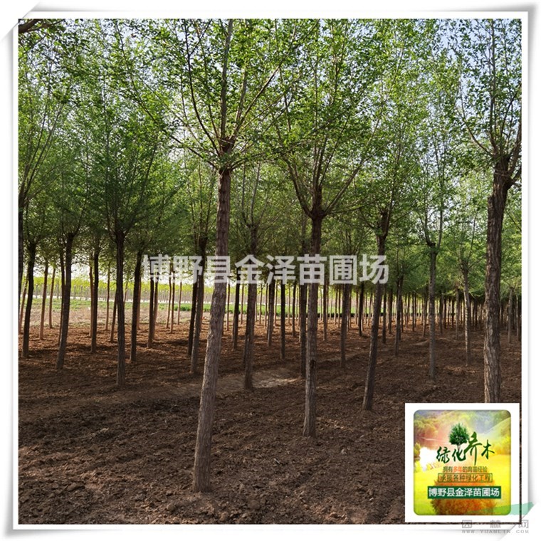 榆樹 榆樹價格 白榆樹價格 榆樹小苗基地 榆樹小苗價格