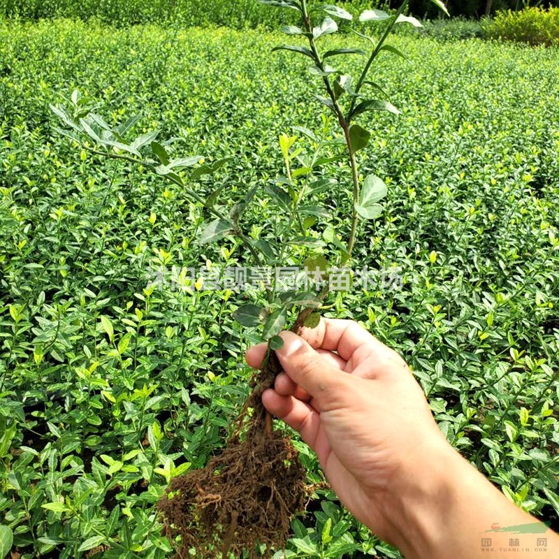 小叶扶芳藤苗供应 爬行卫矛爬藤植物 高铁路道护坡常用植物