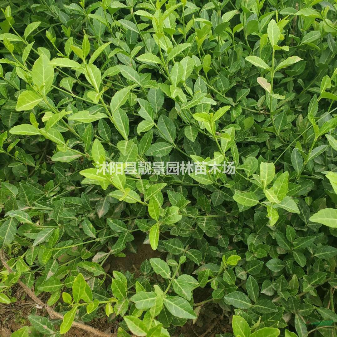 小叶扶芳藤苗供应 爬行卫矛爬藤植物 高铁路道护坡常用植物