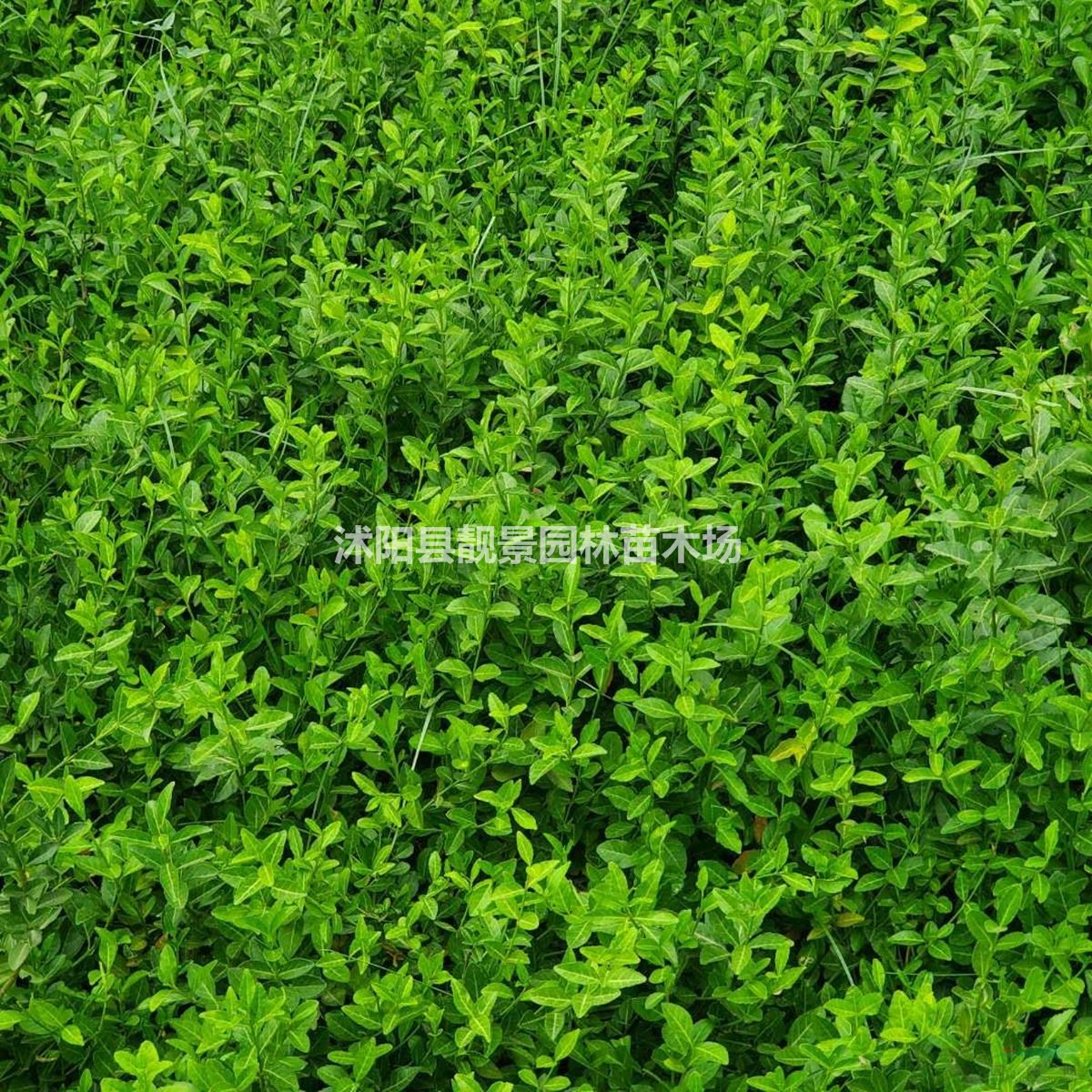 小叶扶芳藤苗供应 爬行卫矛爬藤植物 高铁路道护坡常用植物