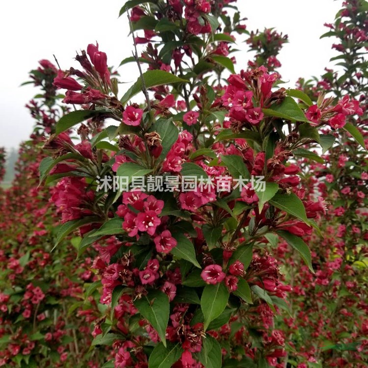 红王子锦带苗供应 四季锦带花灌木 大红花色 自己苗圃