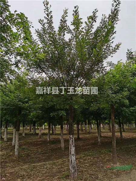 景觀苗木大國槐樹 30-40-50公分 耐移栽 