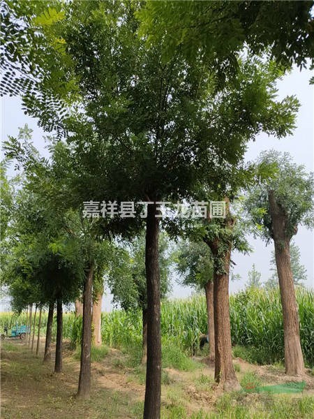 景觀苗木大國槐樹 30-40-50公分 耐移栽 