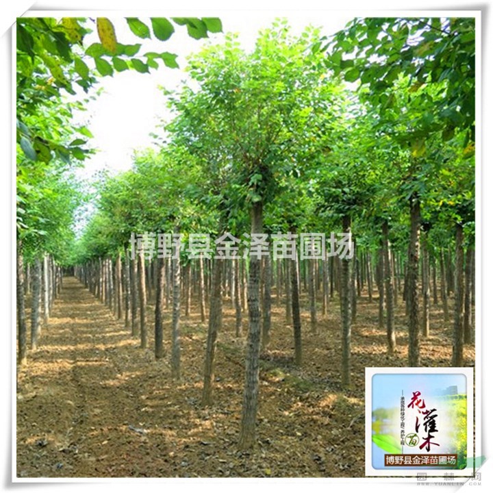 河北圓冠榆 保定圓冠榆 圓冠榆 圓冠榆樹苗 圓冠榆基地