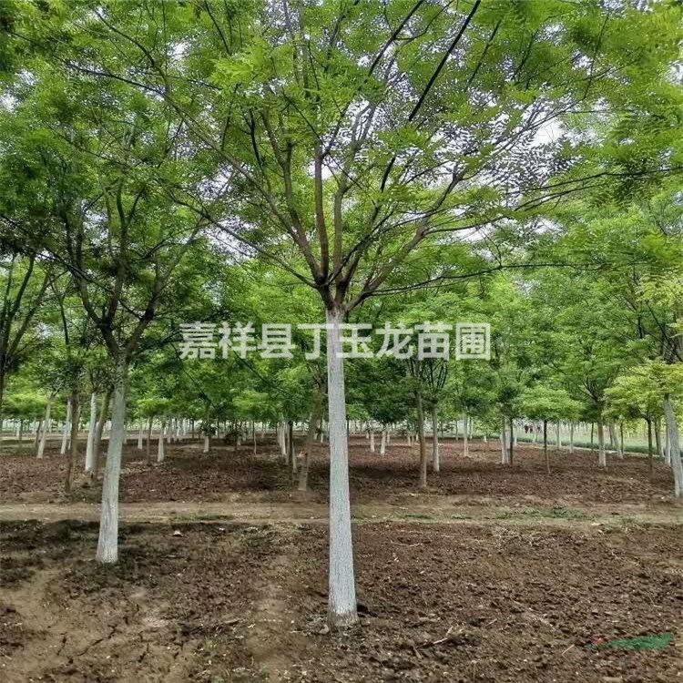 國(guó)槐16公分的價(jià)格