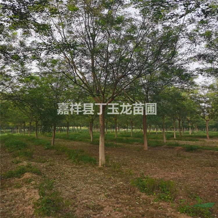國(guó)槐16公分的價(jià)格