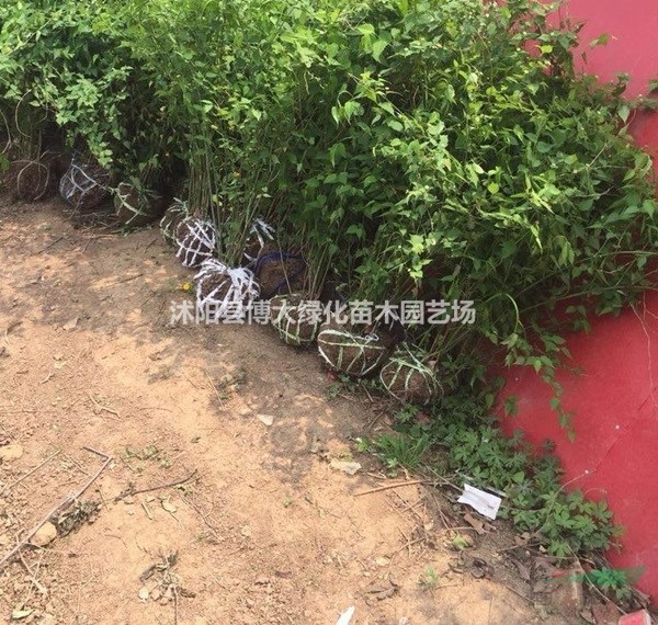 棣棠苗低價供應 棣棠花苗 棣棠球 貨源充足 基地直銷