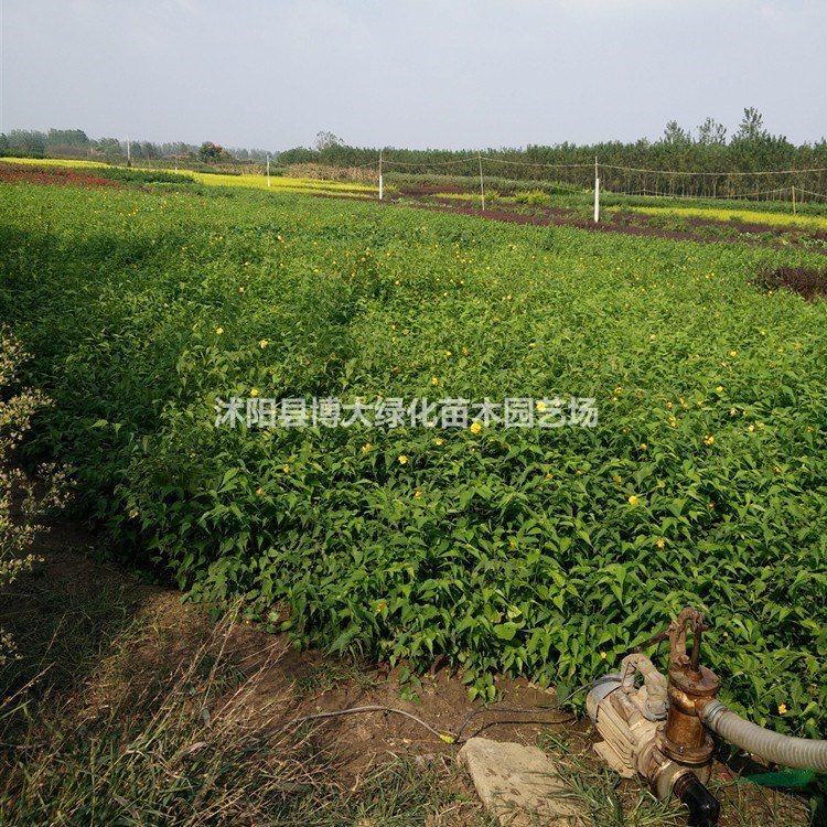 棣棠苗低價供應 棣棠花苗 棣棠球 貨源充足 基地直銷
