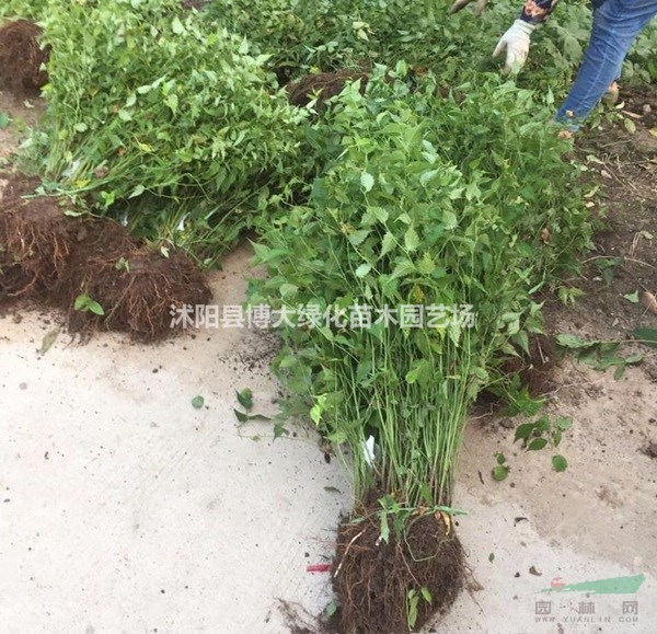 棣棠苗低價供應 棣棠花苗 棣棠球 貨源充足 基地直銷